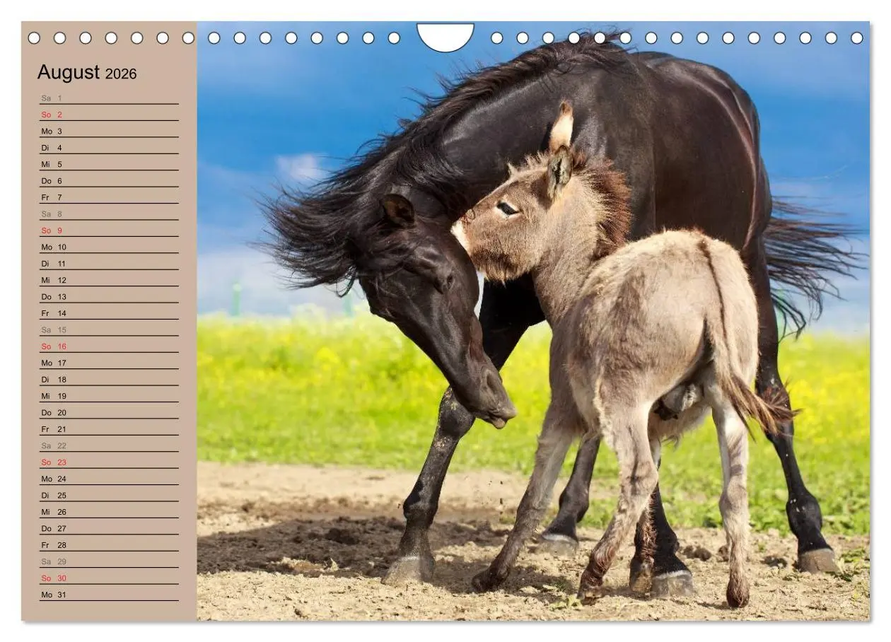 Bild: 9783516117653 | Das Esel-Paradies - Hunde und andere Feunde (Wandkalender 2026 DIN...