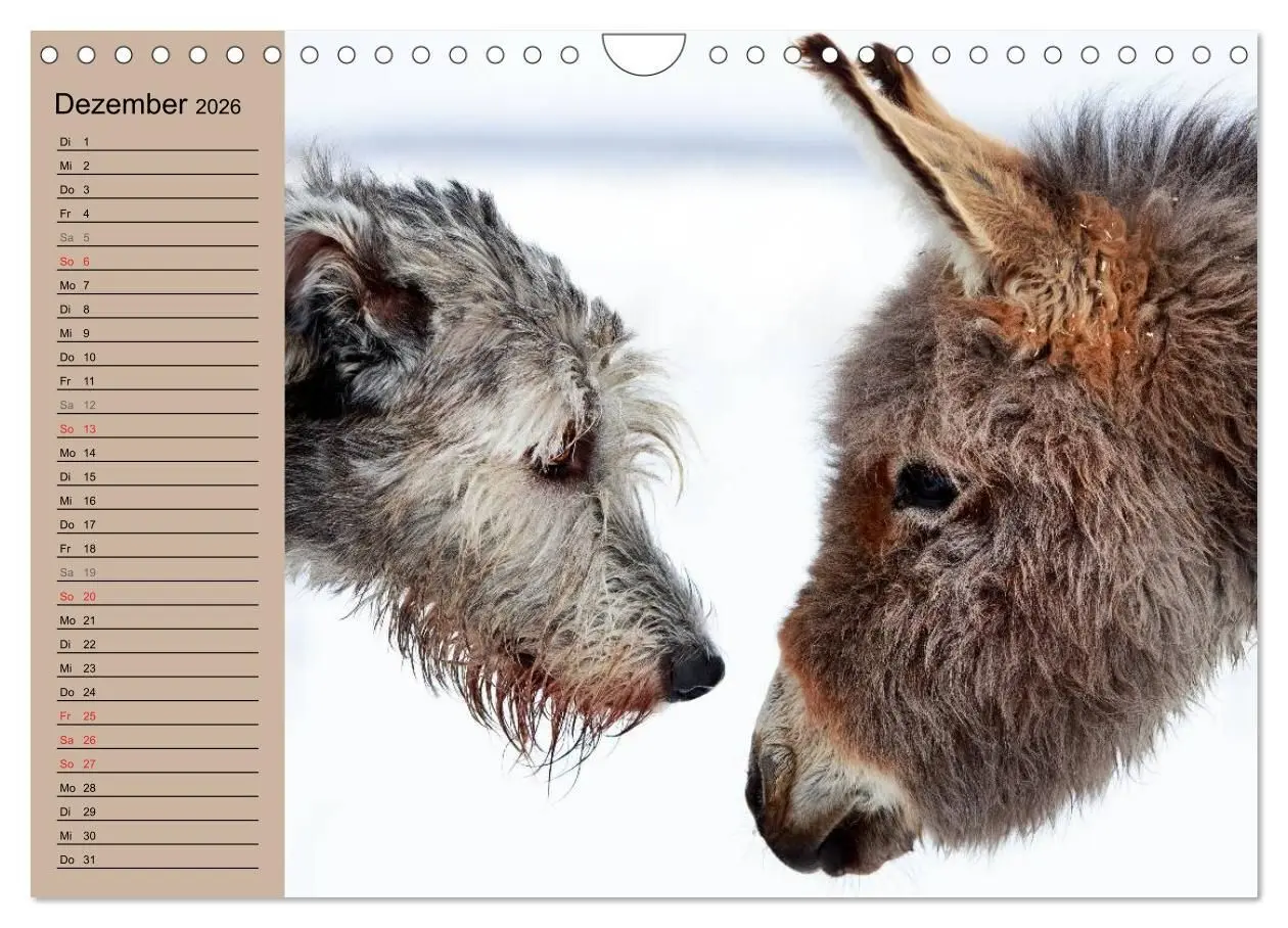 Bild: 9783516117653 | Das Esel-Paradies - Hunde und andere Feunde (Wandkalender 2026 DIN...
