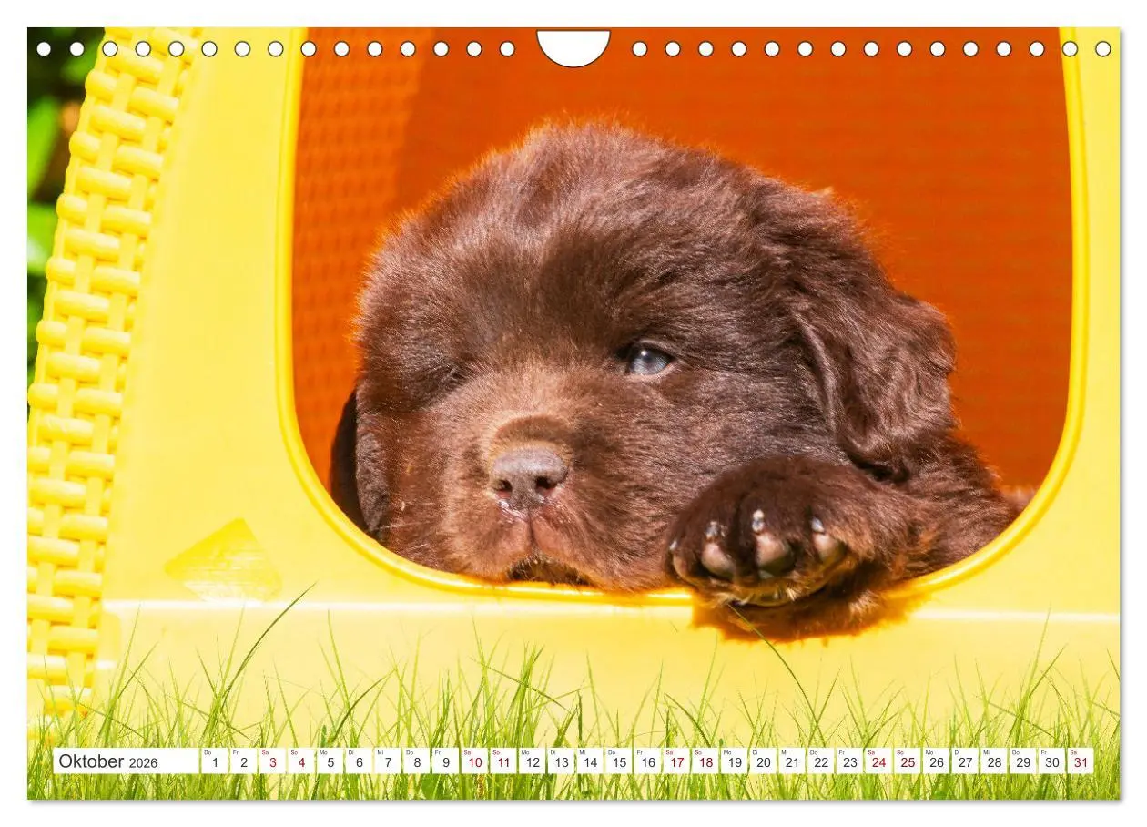 Bild: 9783457317853 | Neufundländer - Kleine Weltentdecker (Wandkalender 2026 DIN A4...