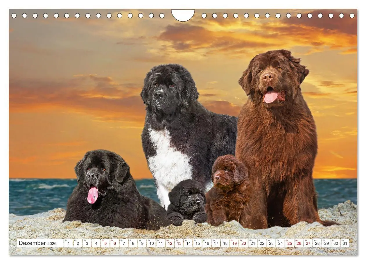 Bild: 9783457317853 | Neufundländer - Kleine Weltentdecker (Wandkalender 2026 DIN A4...