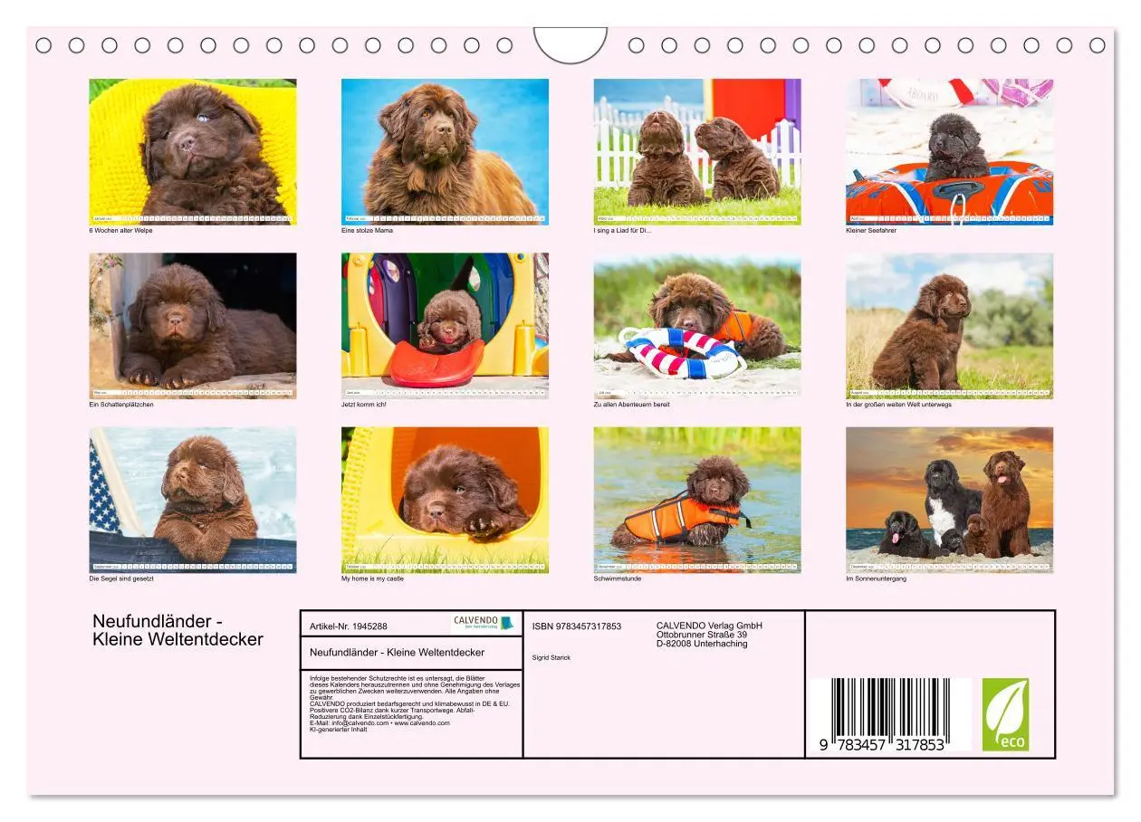 Bild: 9783457317853 | Neufundländer - Kleine Weltentdecker (Wandkalender 2026 DIN A4...