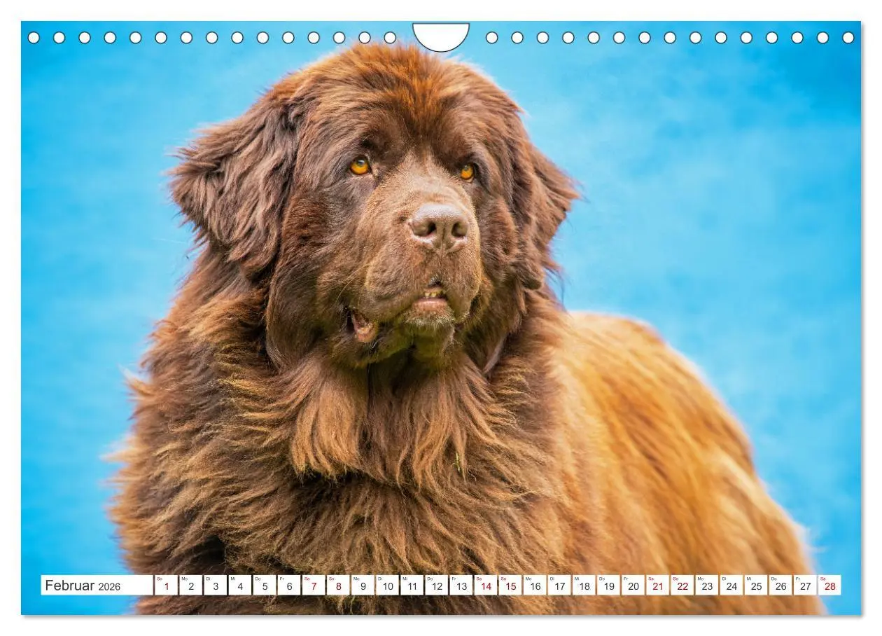 Bild: 9783457317853 | Neufundländer - Kleine Weltentdecker (Wandkalender 2026 DIN A4...