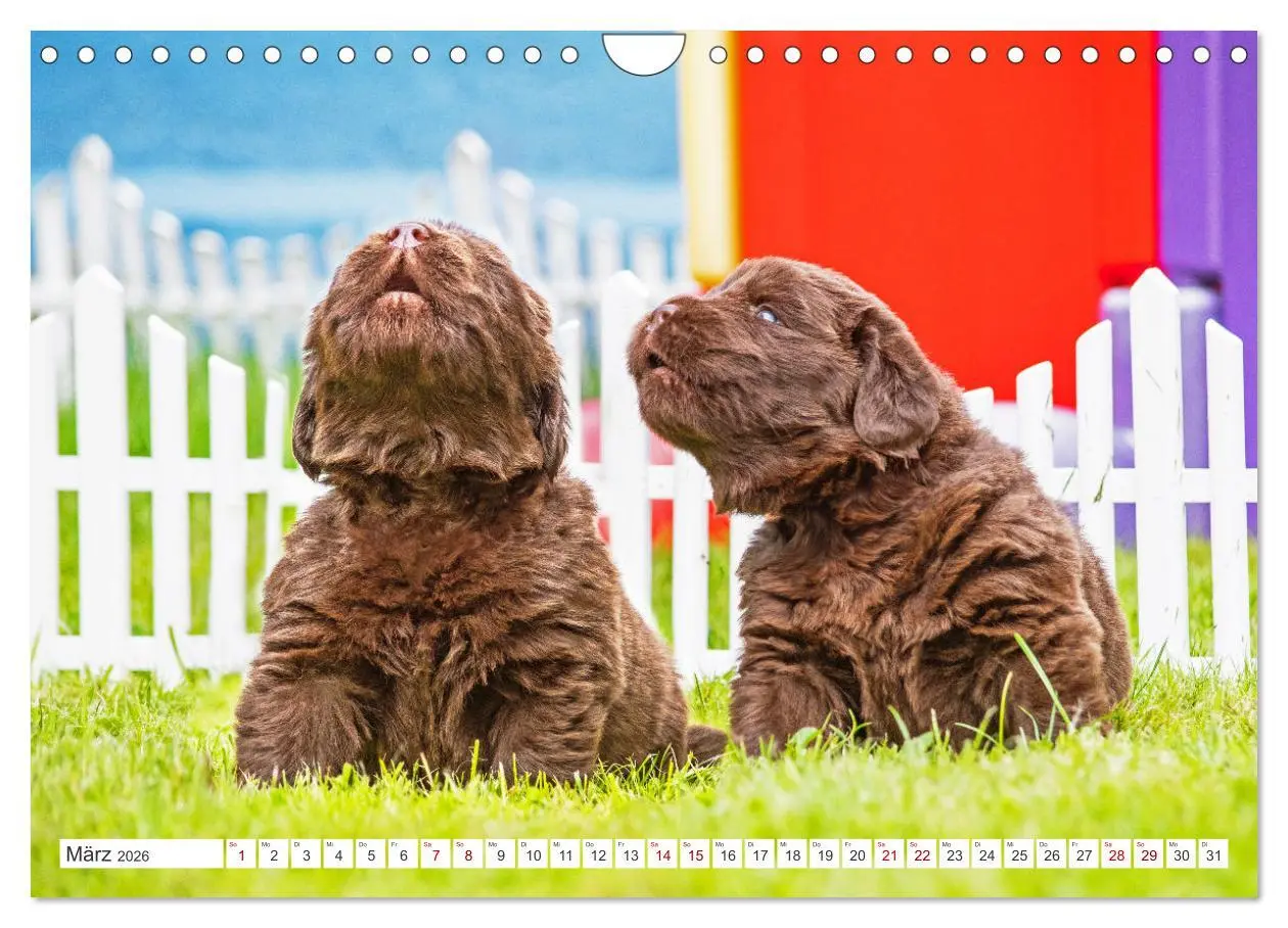 Bild: 9783457317853 | Neufundländer - Kleine Weltentdecker (Wandkalender 2026 DIN A4...