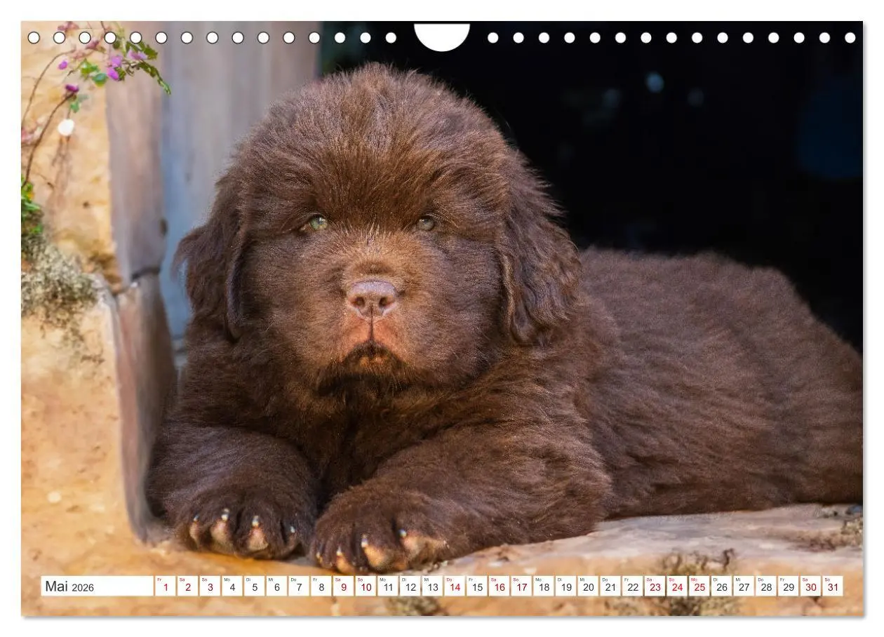 Bild: 9783457317853 | Neufundländer - Kleine Weltentdecker (Wandkalender 2026 DIN A4...