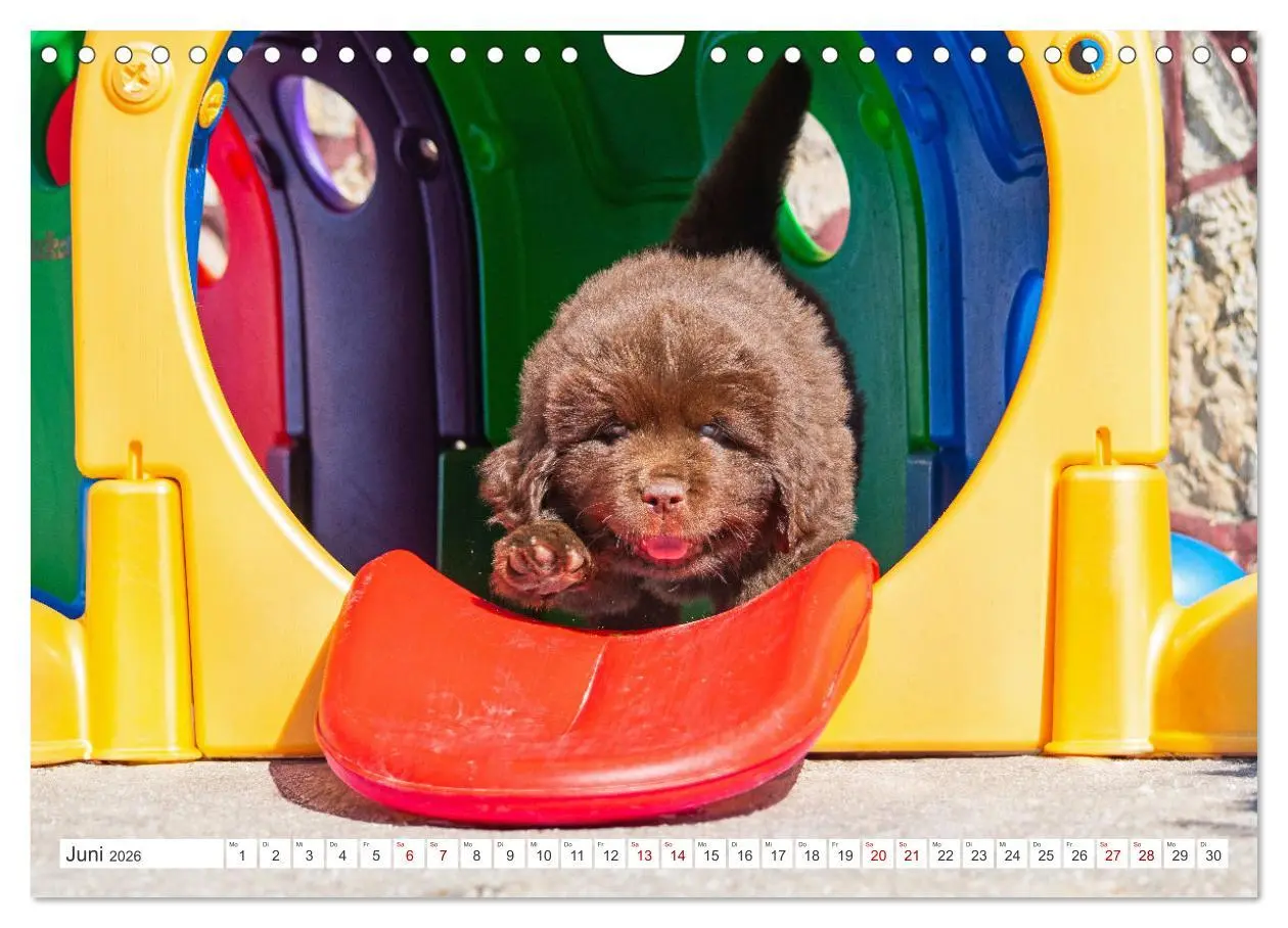 Bild: 9783457317853 | Neufundländer - Kleine Weltentdecker (Wandkalender 2026 DIN A4...