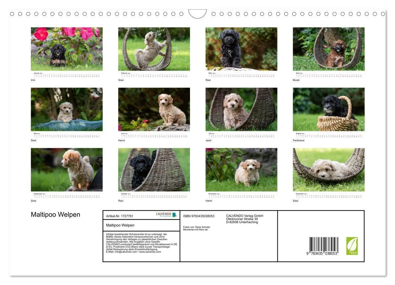 Bild: 9783435038053 | Maltipoo Welpen (Wandkalender 2025 DIN A3 quer), CALVENDO...