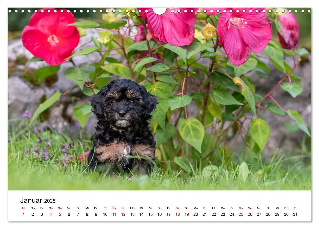Bild: 9783435038053 | Maltipoo Welpen (Wandkalender 2025 DIN A3 quer), CALVENDO...