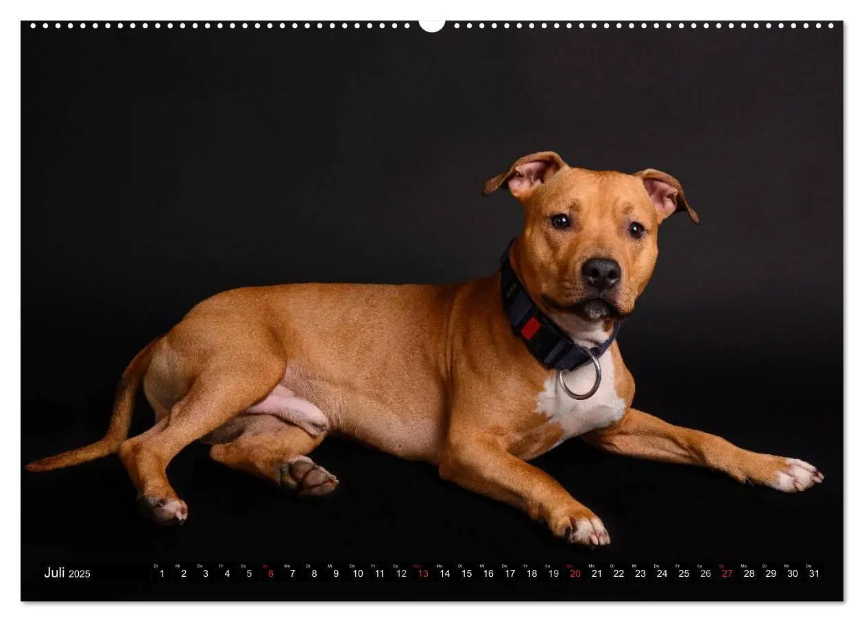Bild: 9783435658053 | Pit Bull und Co. - Geliebt, gefürchtet, missverstanden...