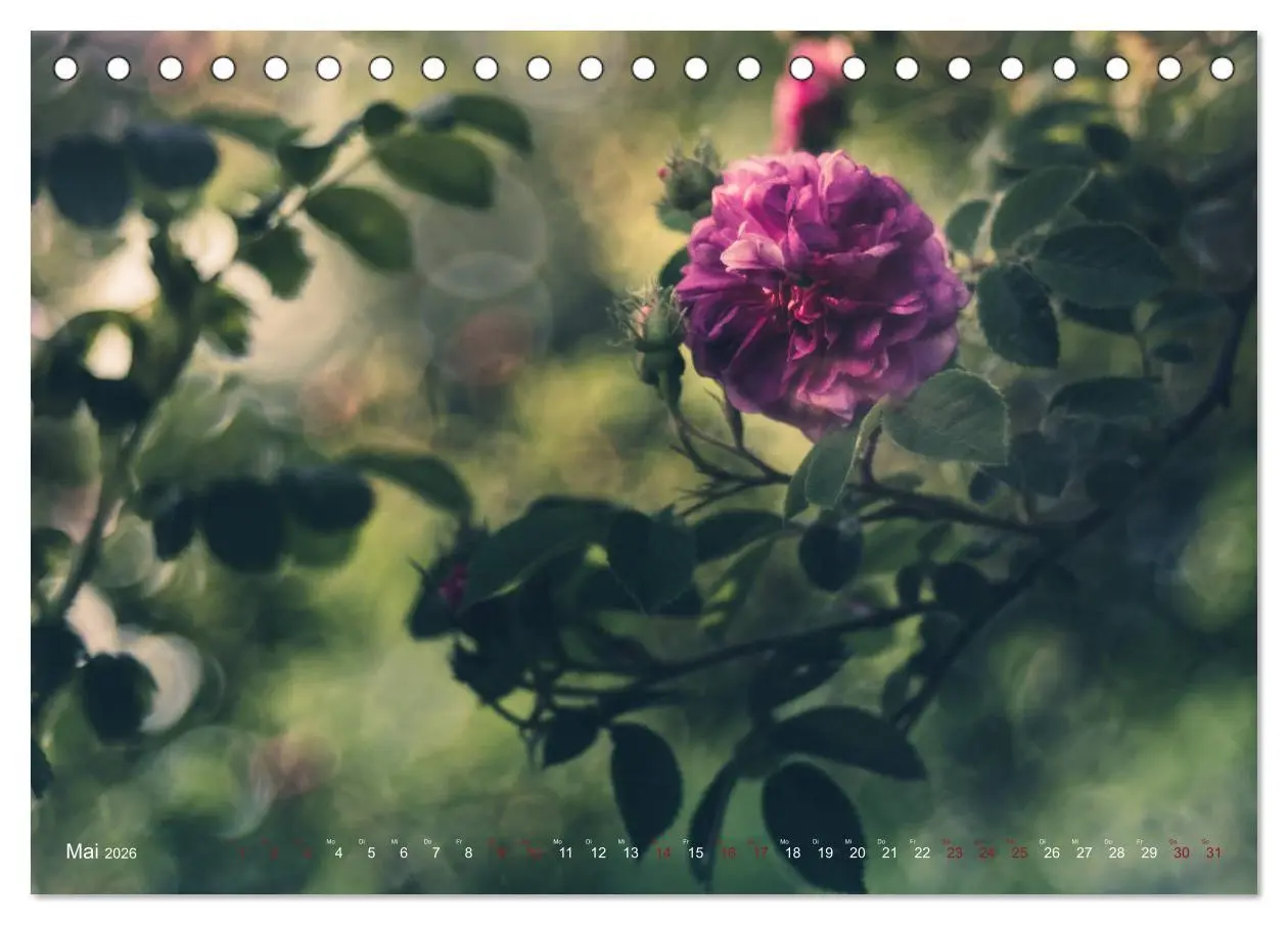 Bild: 9783457748053 | Die Welt der Alten Rosen (Tischkalender 2026 DIN A5 quer), CALVENDO...