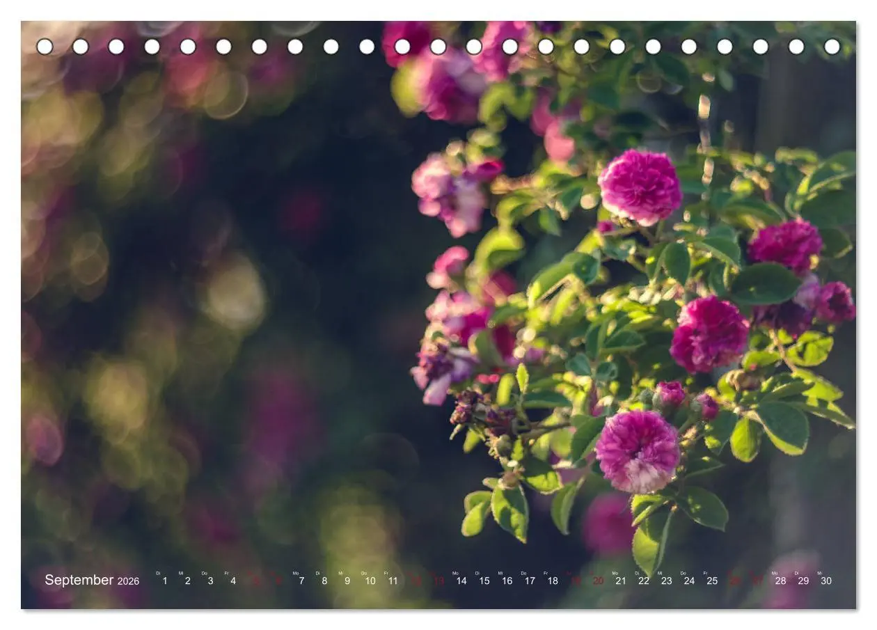 Bild: 9783457748053 | Die Welt der Alten Rosen (Tischkalender 2026 DIN A5 quer), CALVENDO...