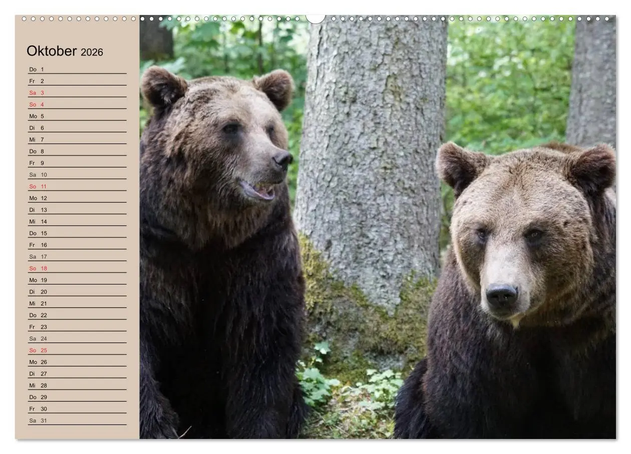 Bild: 9783457988053 | Bären. Unterwegs mit Meister Petz (Wandkalender 2026 DIN A2 quer),...
