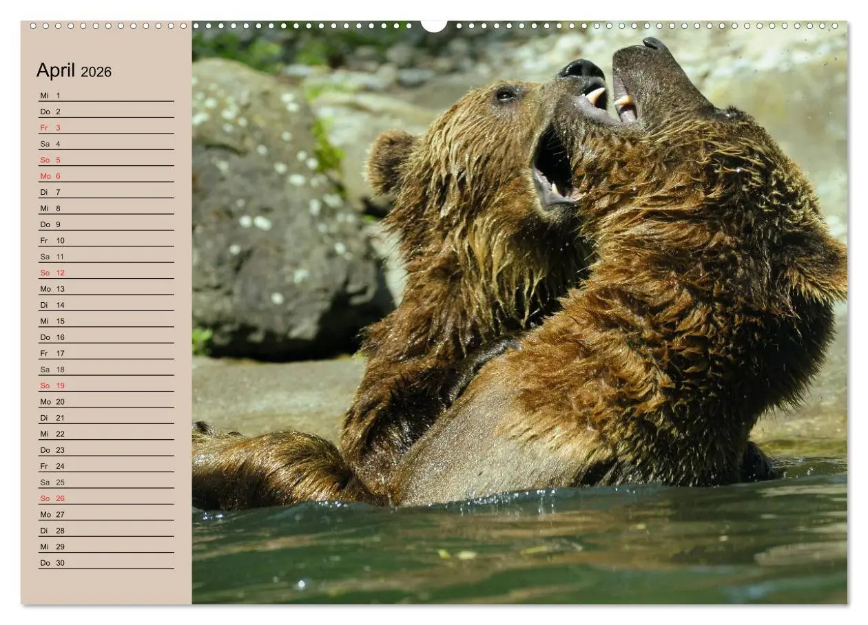 Bild: 9783457988053 | Bären. Unterwegs mit Meister Petz (Wandkalender 2026 DIN A2 quer),...