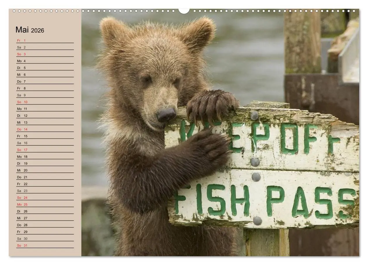 Bild: 9783457988053 | Bären. Unterwegs mit Meister Petz (Wandkalender 2026 DIN A2 quer),...