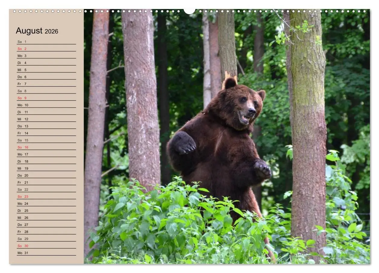 Bild: 9783457988053 | Bären. Unterwegs mit Meister Petz (Wandkalender 2026 DIN A2 quer),...