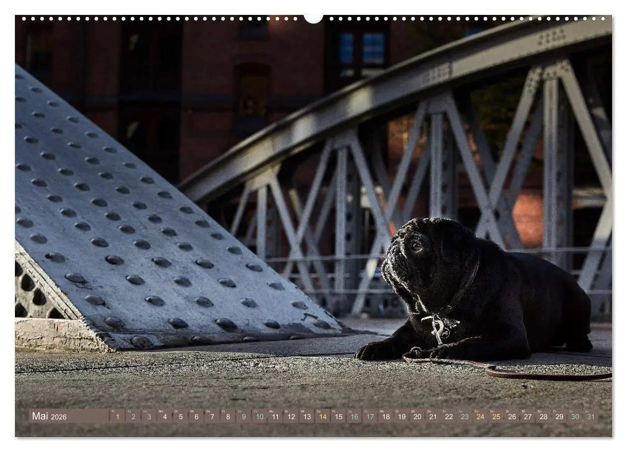 Bild: 9783457738153 | Hamburg - Stadt der Möpse (hochwertiger Premium Wandkalender 2026...