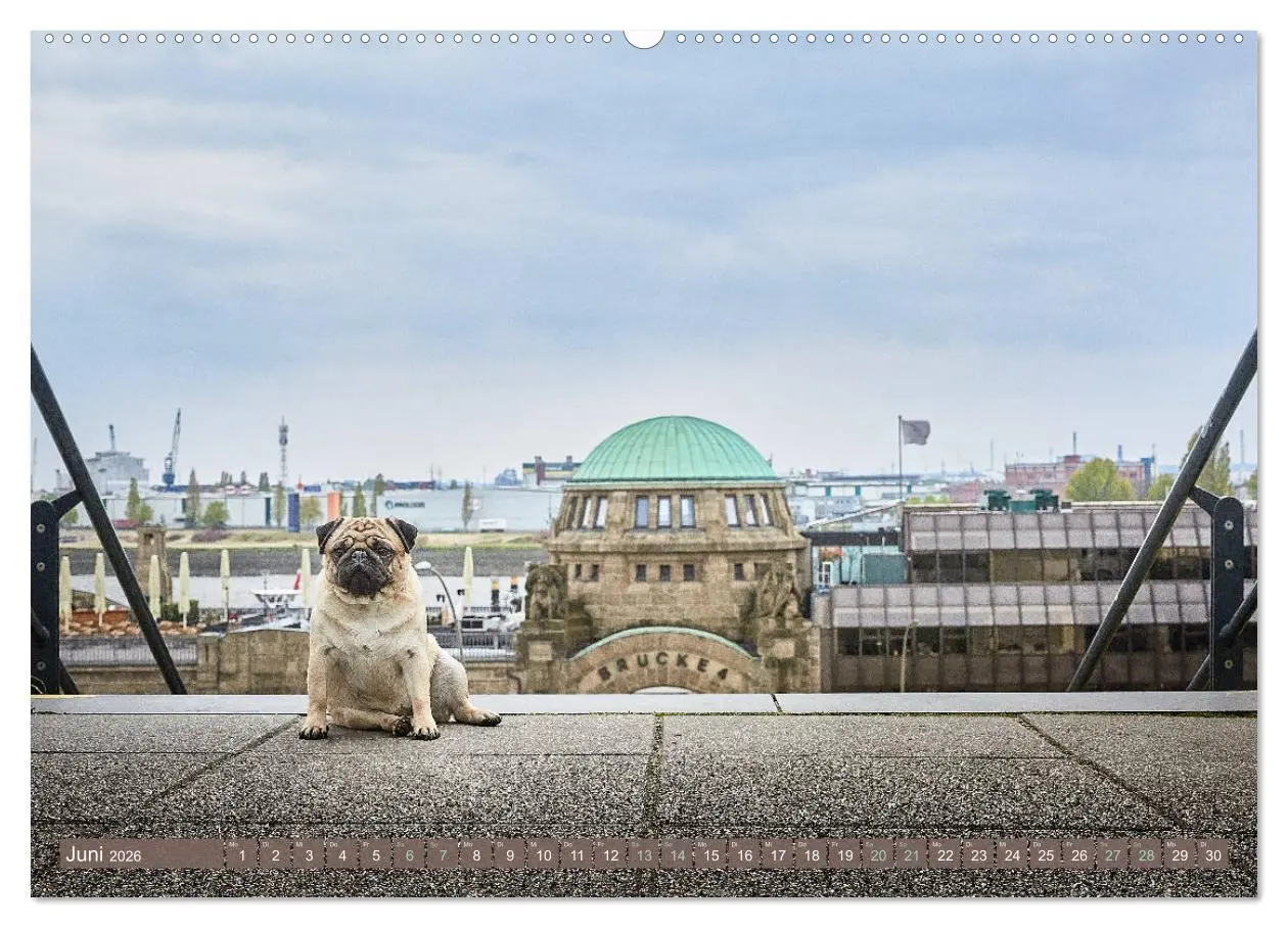 Bild: 9783457738153 | Hamburg - Stadt der Möpse (hochwertiger Premium Wandkalender 2026...