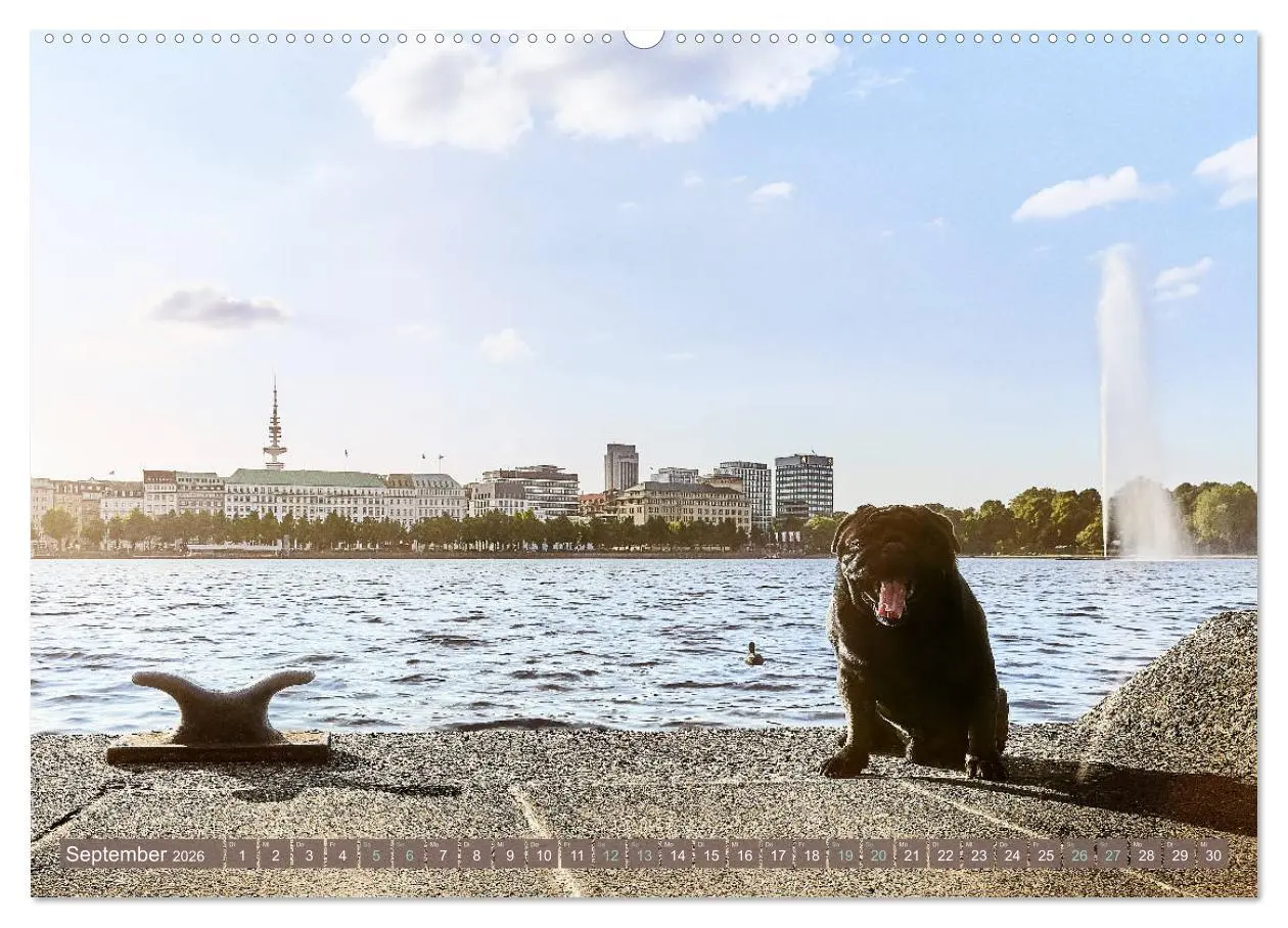 Bild: 9783457738153 | Hamburg - Stadt der Möpse (hochwertiger Premium Wandkalender 2026...