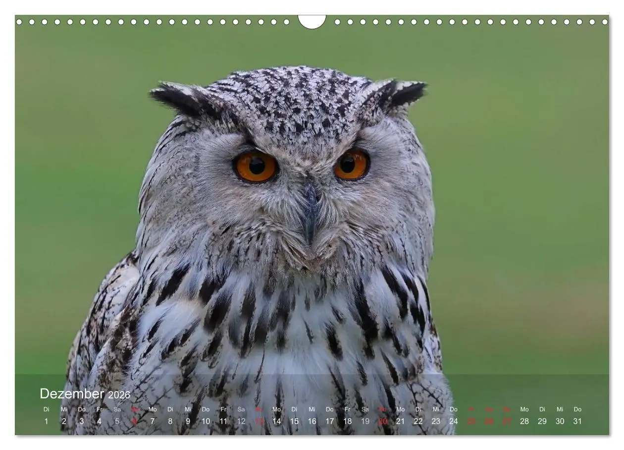 Bild: 9783516128253 | Eulen-Kalender (Wandkalender 2026 DIN A3 quer), CALVENDO...
