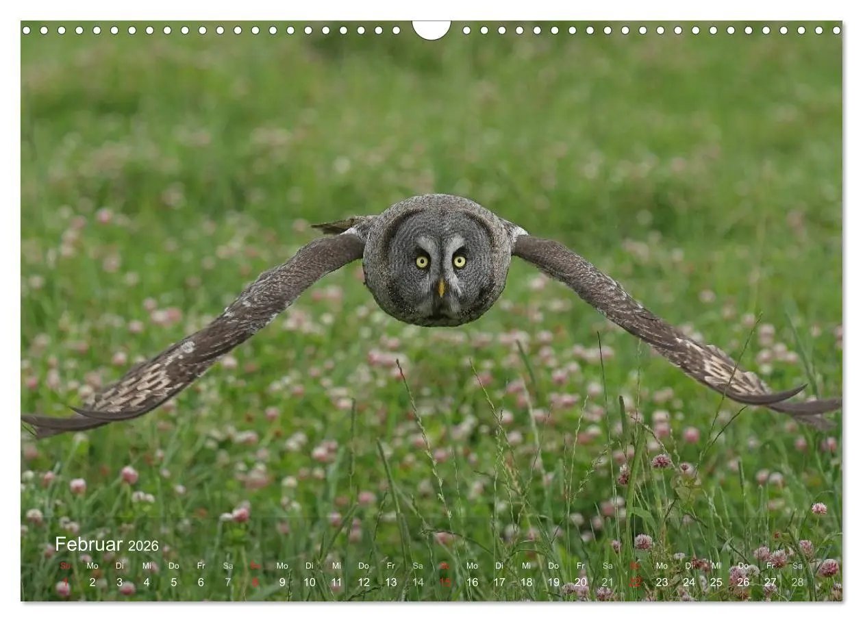 Bild: 9783516128253 | Eulen-Kalender (Wandkalender 2026 DIN A3 quer), CALVENDO...