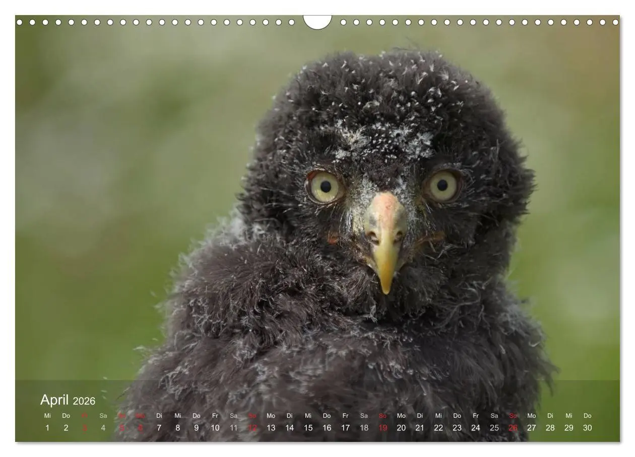 Bild: 9783516128253 | Eulen-Kalender (Wandkalender 2026 DIN A3 quer), CALVENDO...