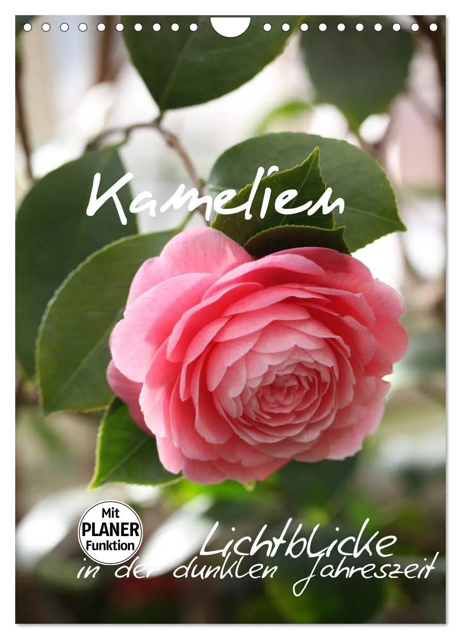 Cover: 9783516438253 | Kamelien Lichtblicke in der dunklen Jahreszeit (Wandkalender 2026...