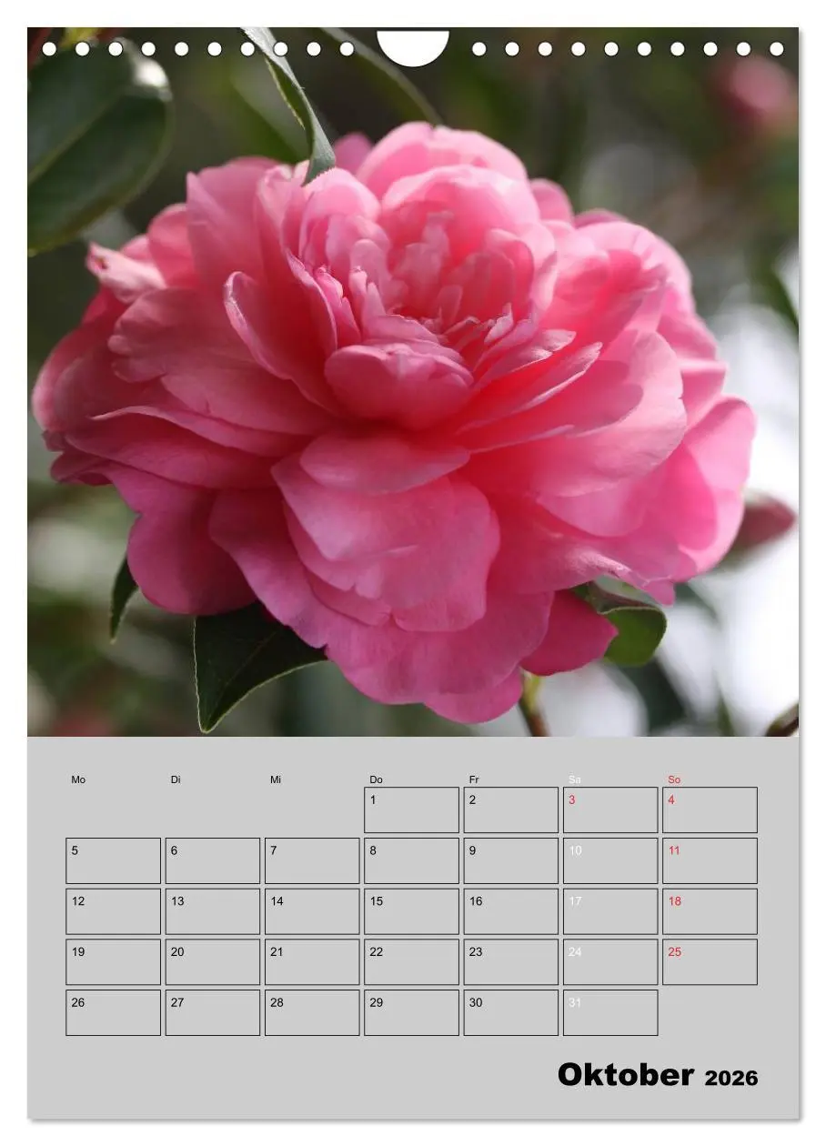 Bild: 9783516438253 | Kamelien Lichtblicke in der dunklen Jahreszeit (Wandkalender 2026...