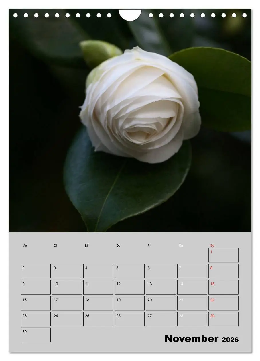 Bild: 9783516438253 | Kamelien Lichtblicke in der dunklen Jahreszeit (Wandkalender 2026...