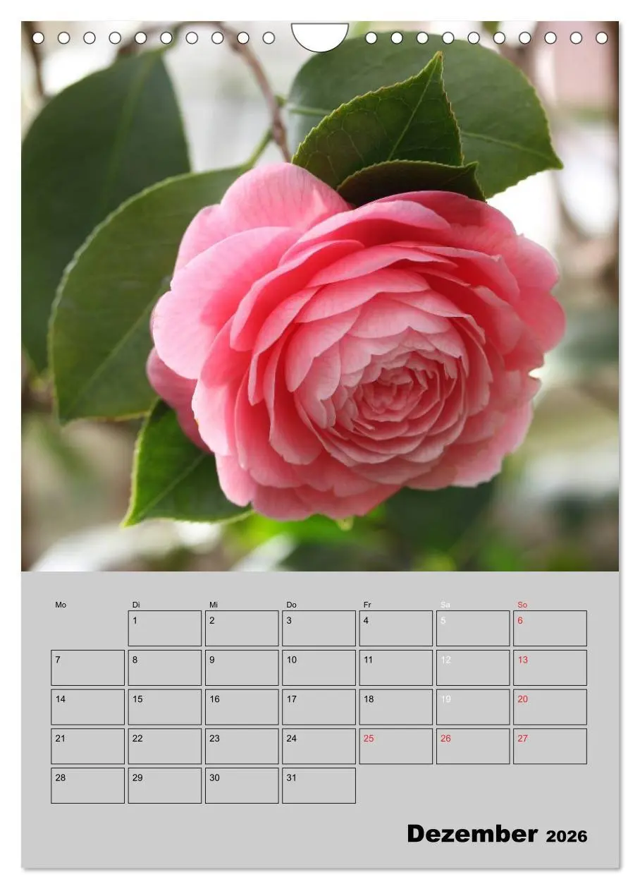 Bild: 9783516438253 | Kamelien Lichtblicke in der dunklen Jahreszeit (Wandkalender 2026...
