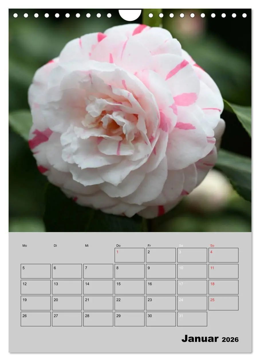 Bild: 9783516438253 | Kamelien Lichtblicke in der dunklen Jahreszeit (Wandkalender 2026...