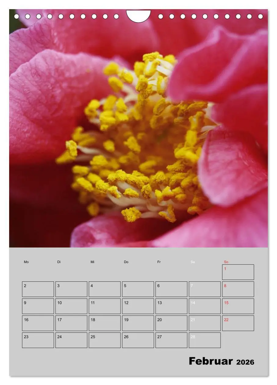 Bild: 9783516438253 | Kamelien Lichtblicke in der dunklen Jahreszeit (Wandkalender 2026...
