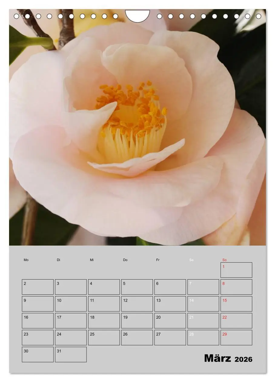 Bild: 9783516438253 | Kamelien Lichtblicke in der dunklen Jahreszeit (Wandkalender 2026...