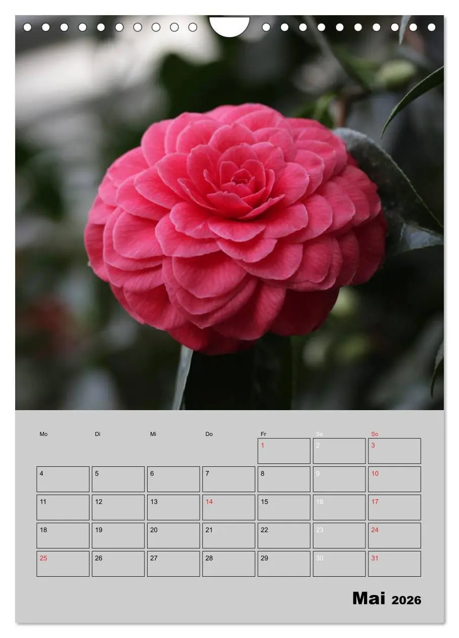 Bild: 9783516438253 | Kamelien Lichtblicke in der dunklen Jahreszeit (Wandkalender 2026...