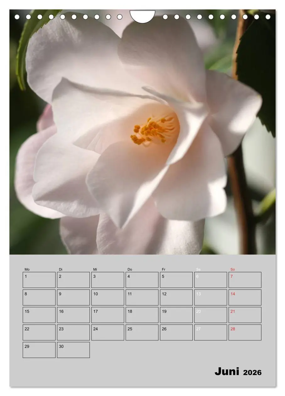 Bild: 9783516438253 | Kamelien Lichtblicke in der dunklen Jahreszeit (Wandkalender 2026...