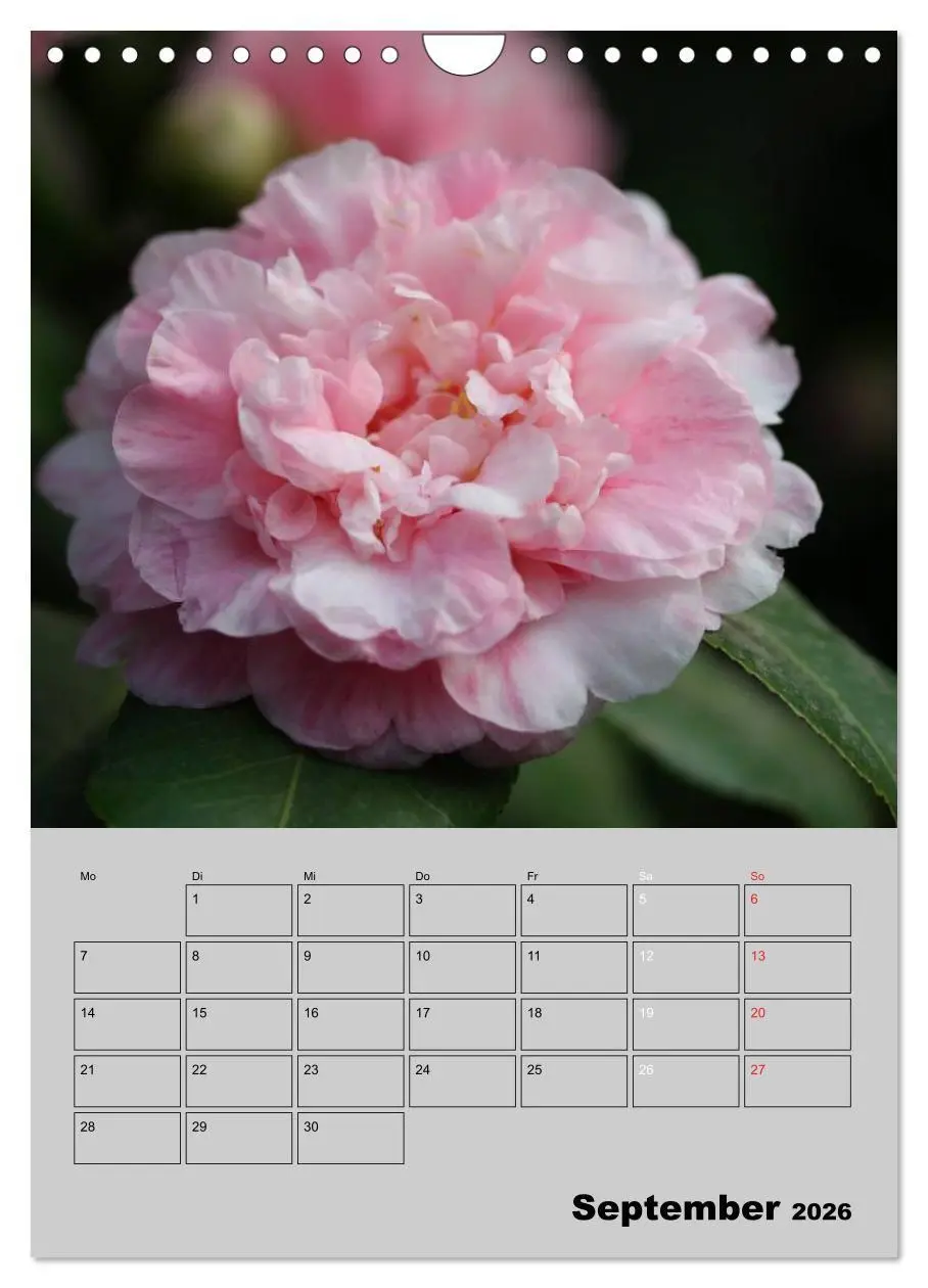Bild: 9783516438253 | Kamelien Lichtblicke in der dunklen Jahreszeit (Wandkalender 2026...
