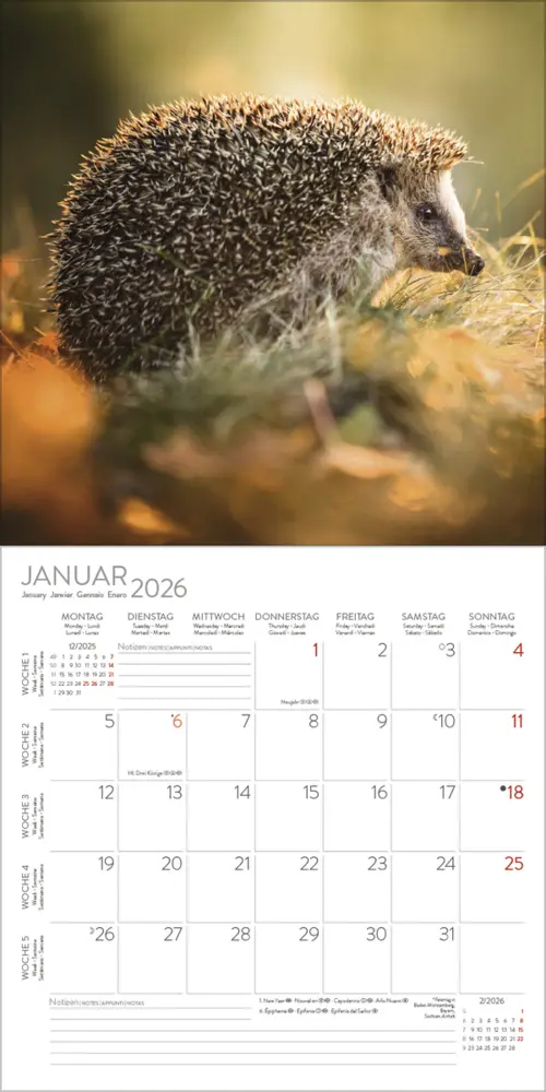 Bild: 9783731888253 | Igel 2026 | Korsch Verlag | Kalender | Englisch Broschur | Deutsch