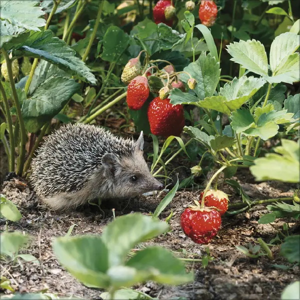 Bild: 9783731888253 | Igel 2026 | Korsch Verlag | Kalender | Englisch Broschur | Deutsch