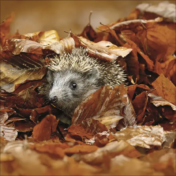 Bild: 9783731888253 | Igel 2026 | Korsch Verlag | Kalender | Englisch Broschur | Deutsch