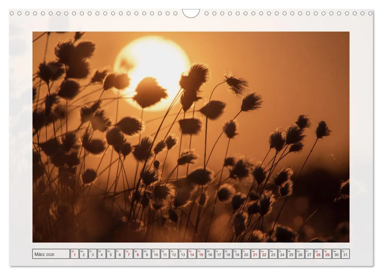 Bild: 9783457338353 | Naturpark Dümmer (Wandkalender 2026 DIN A3 quer), CALVENDO...
