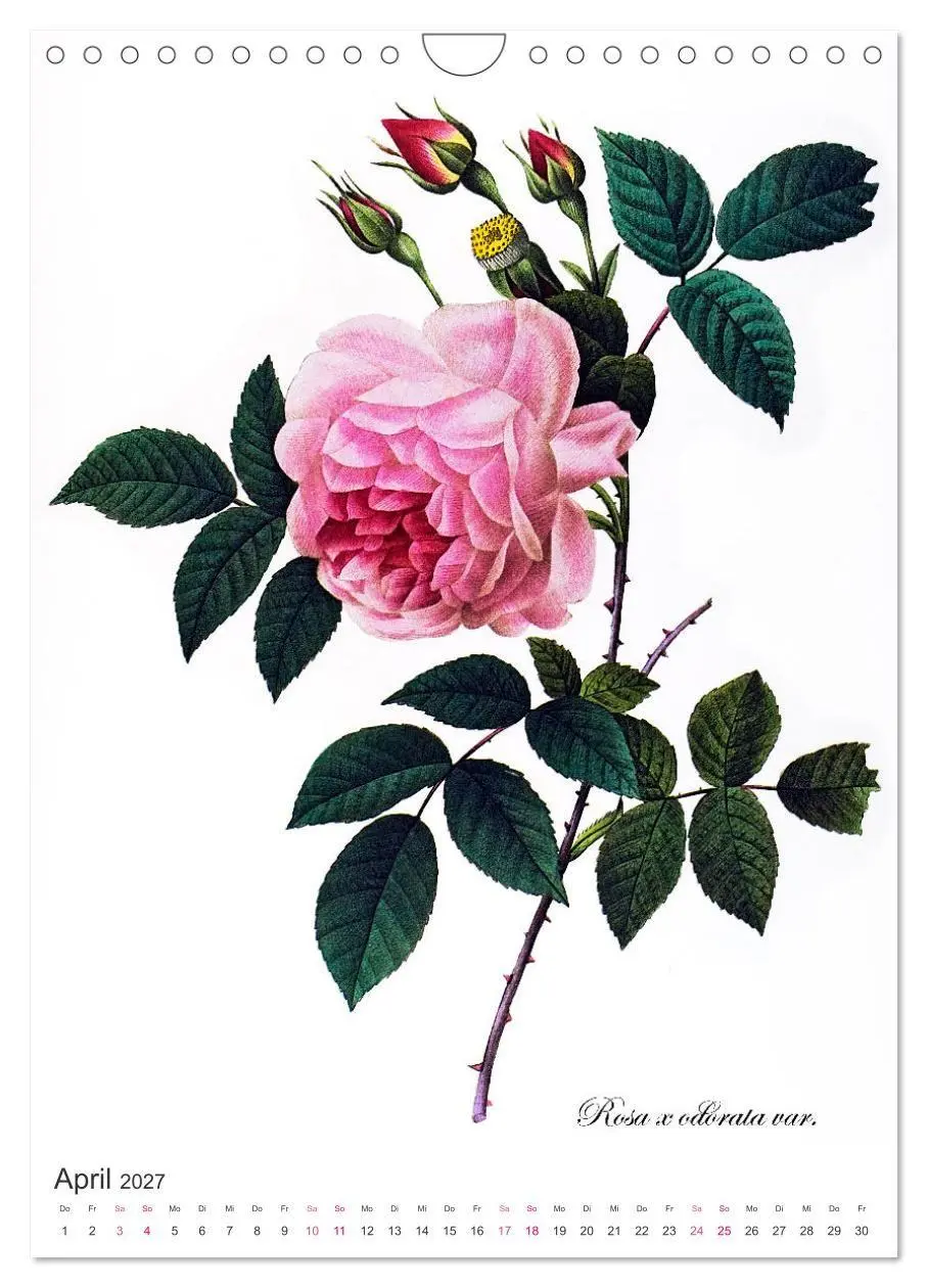 Bild: 9783569448353 | Rosen-Jahr (Wandkalender 2027 DIN A4 hoch), CALVENDO Monatskalender