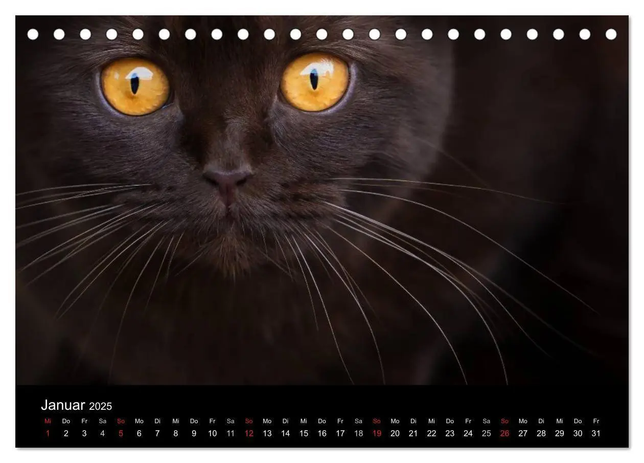 Bild: 9783435478453 | Schokoladige Britisch Kurzhaar Katzen (Tischkalender 2025 DIN A5...
