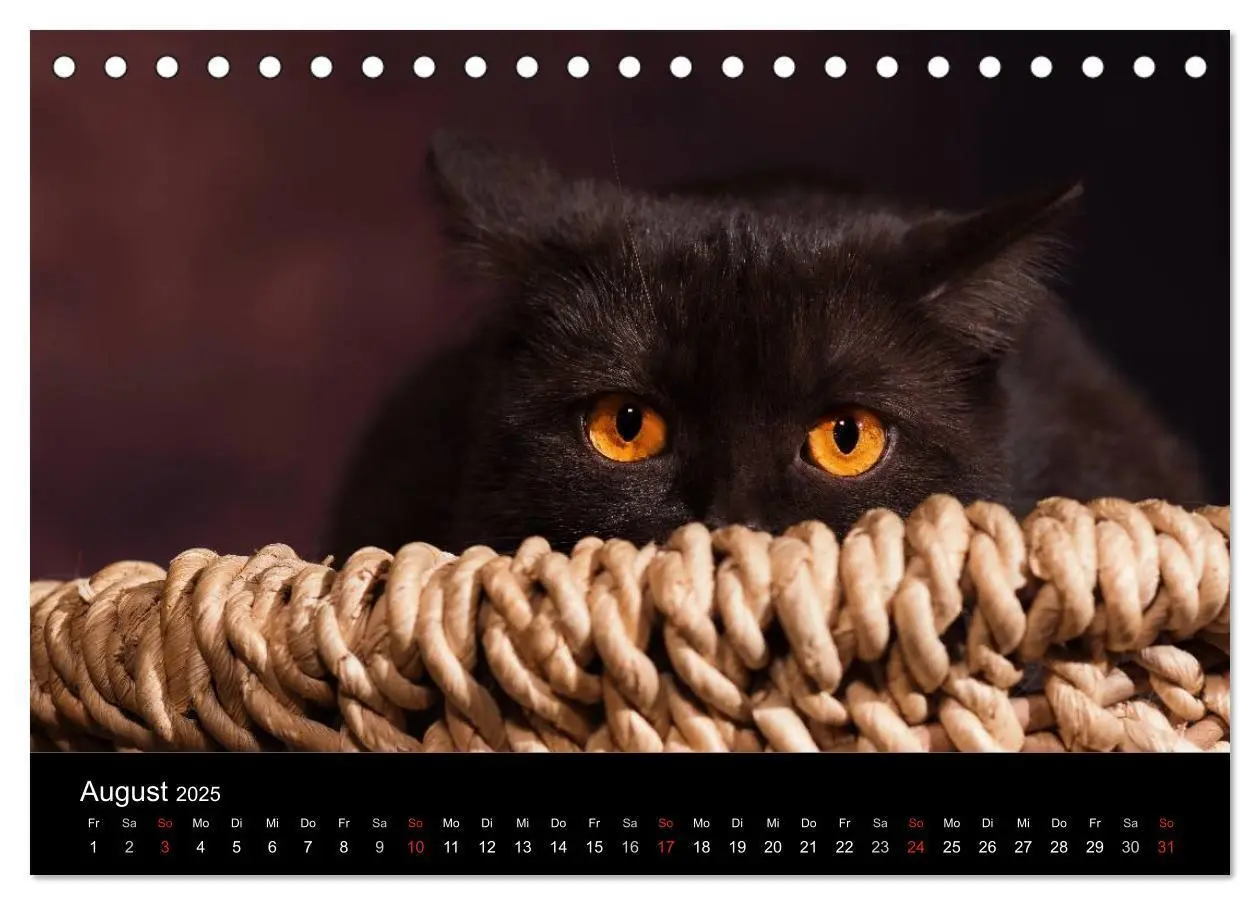 Bild: 9783435478453 | Schokoladige Britisch Kurzhaar Katzen (Tischkalender 2025 DIN A5...