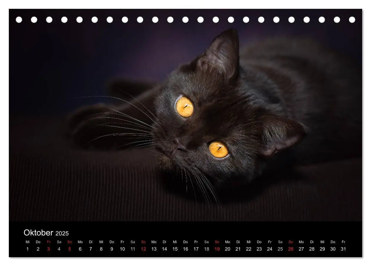Bild: 9783435478453 | Schokoladige Britisch Kurzhaar Katzen (Tischkalender 2025 DIN A5...