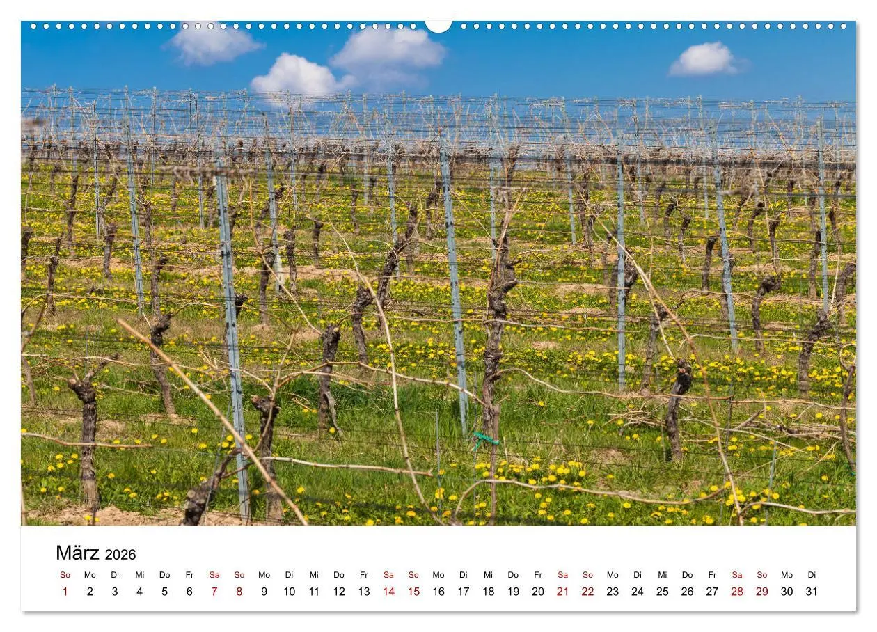 Bild: 9783457878453 | Weinkalender (Wandkalender 2026 DIN A2 quer), CALVENDO Monatskalender