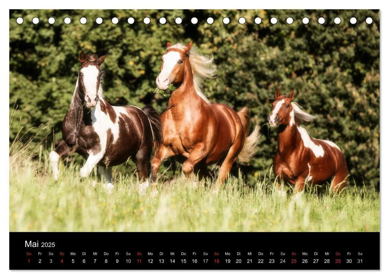 Bild: 9783435698653 | Pferde Träume (Tischkalender 2025 DIN A5 quer), CALVENDO...