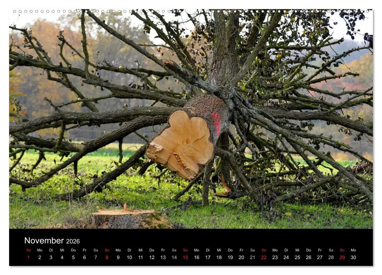 Bild: 9783516178753 | Bäume 2026 (Wandkalender 2026 DIN A2 quer), CALVENDO Monatskalender