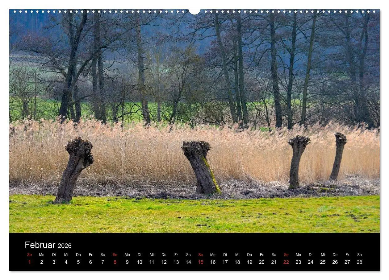 Bild: 9783516178753 | Bäume 2026 (Wandkalender 2026 DIN A2 quer), CALVENDO Monatskalender