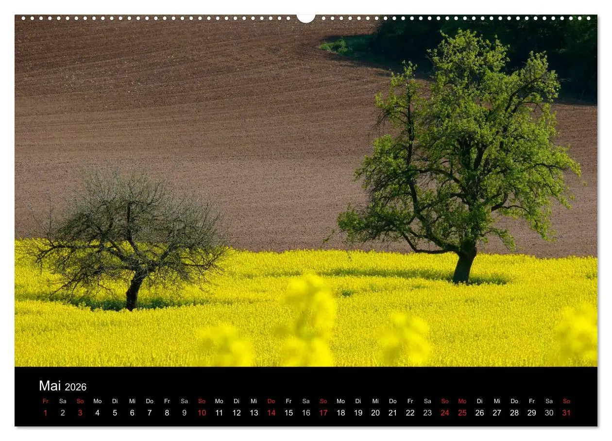 Bild: 9783516178753 | Bäume 2026 (Wandkalender 2026 DIN A2 quer), CALVENDO Monatskalender