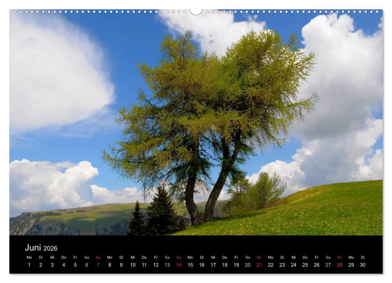 Bild: 9783516178753 | Bäume 2026 (Wandkalender 2026 DIN A2 quer), CALVENDO Monatskalender