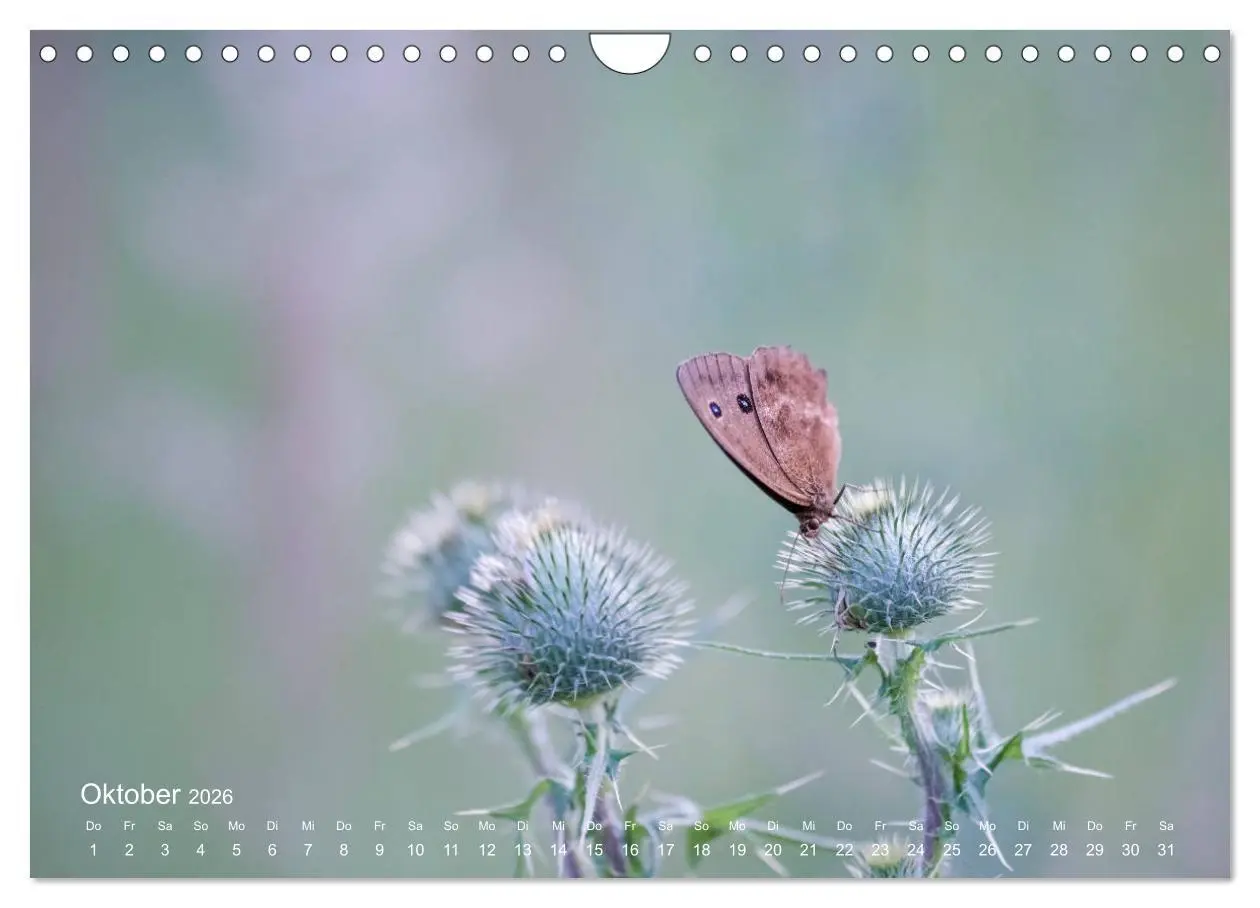 Bild: 9783457908853 | Eine Safari im Garten (Wandkalender 2026 DIN A4 quer), CALVENDO...