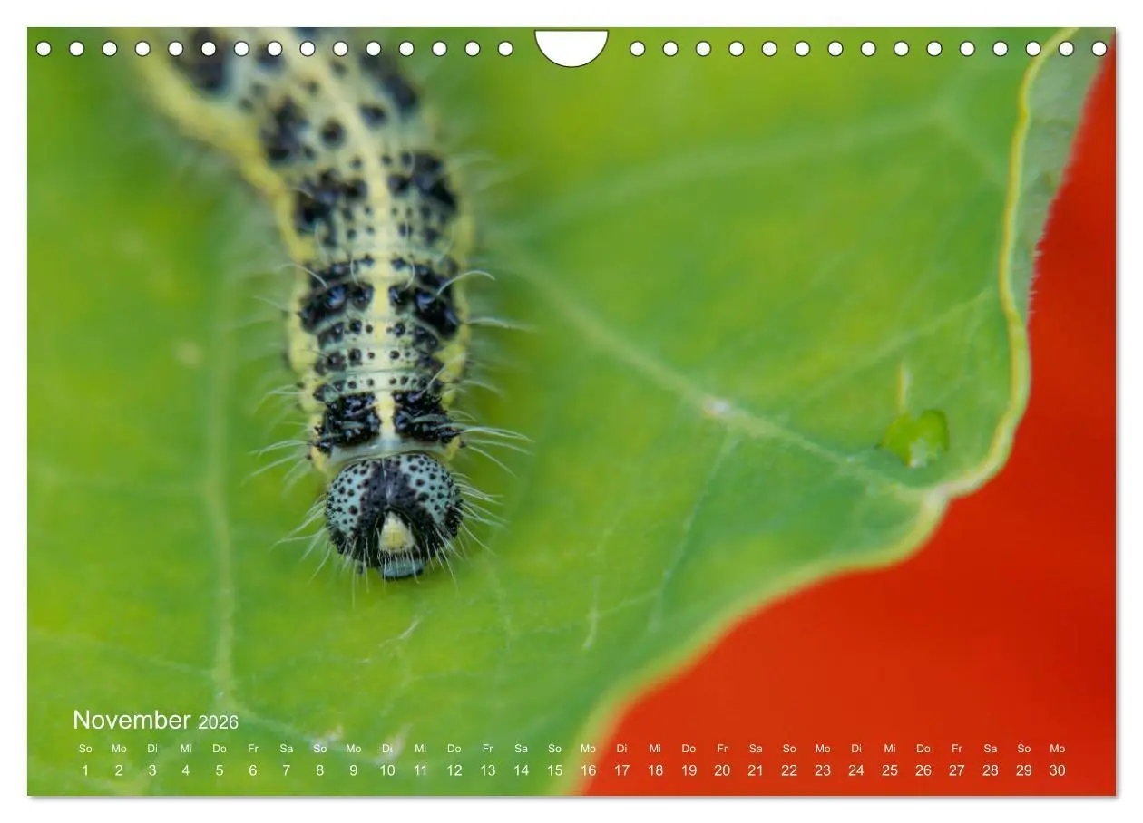 Bild: 9783457908853 | Eine Safari im Garten (Wandkalender 2026 DIN A4 quer), CALVENDO...